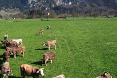 Bum_Alpenlandschaft_4